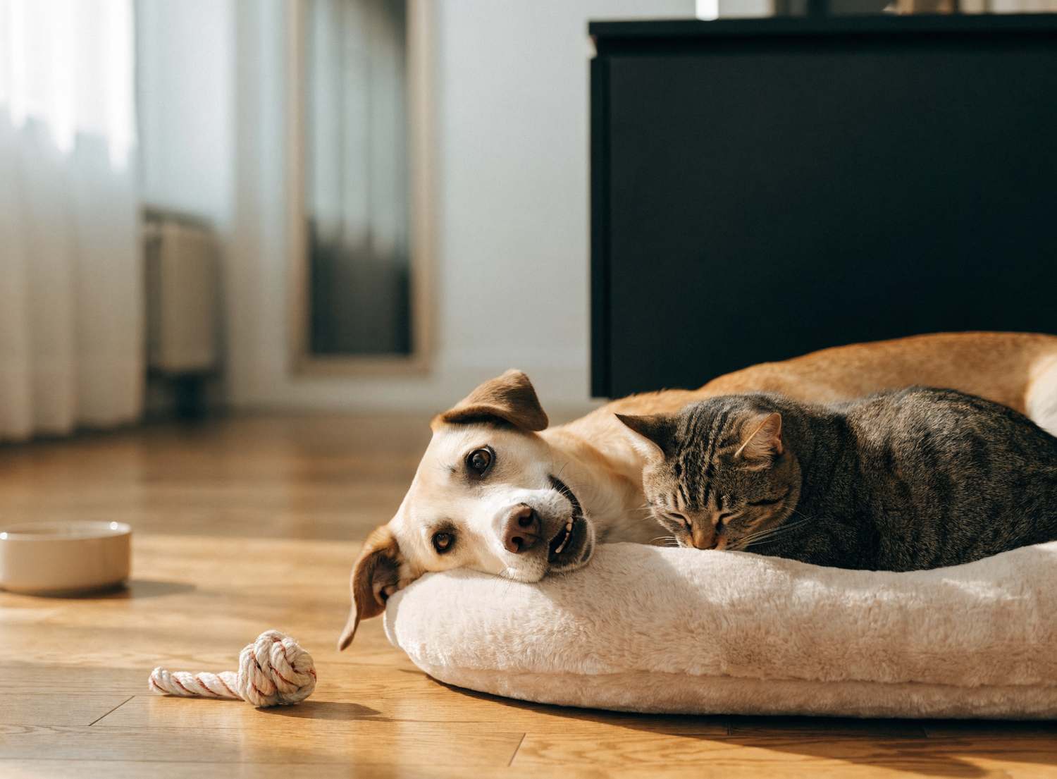 Un perro y un gato descansando juntos en una cama para mascotas